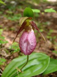 Orchidee sauvage